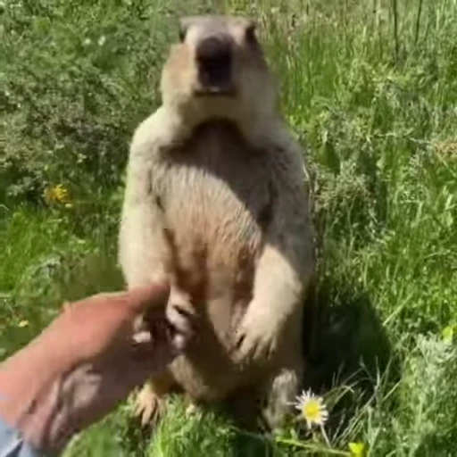 🦫 Стикер «Handsome?» для Telegram