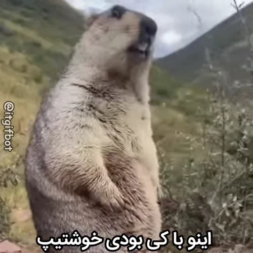🦫 Стикер «Handsome?» для Telegram