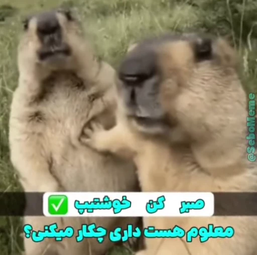 🦫 Стикер «Handsome?» для Telegram