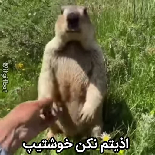 🦫 Стикер «Handsome?» для Telegram