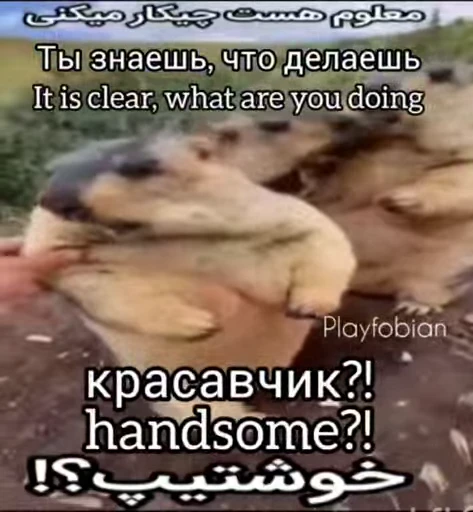 🦫 Стикер «Handsome?» для Telegram