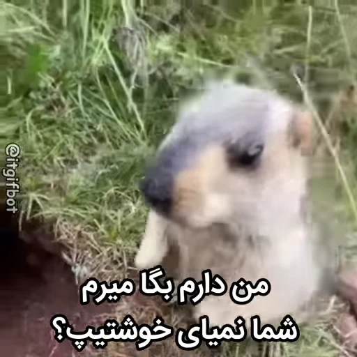 🦫 Стикер «Handsome?» для Telegram