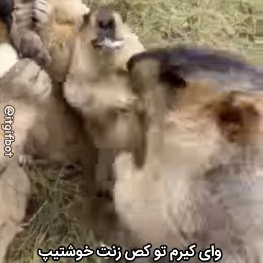 🦫 Стикер «Handsome?» для Telegram