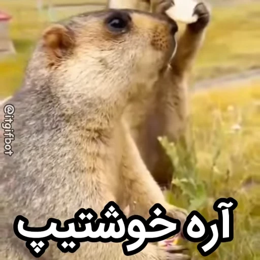 🦫 Стикер «Handsome?» для Telegram