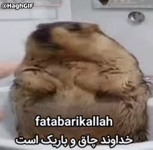 🦫 Стикер «Handsome?» для Telegram