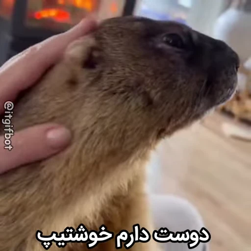 🦫 Стикер «Handsome?» для Telegram