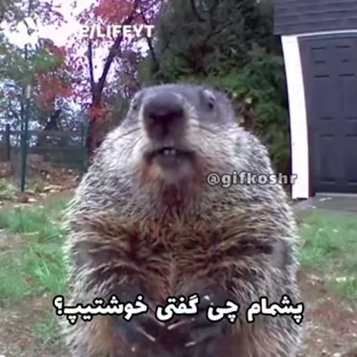 🦫 Стикер «Handsome?» для Telegram