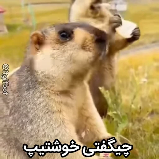🦫 Стикер «Handsome?» для Telegram