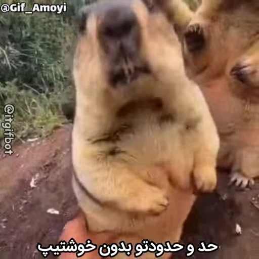 🦫 Стикер «Handsome?» для Telegram