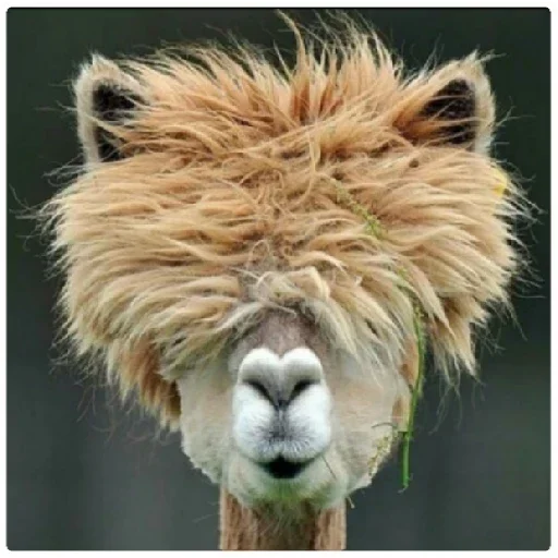 Стикерпак Happy Alpaca для Telegram — скачать