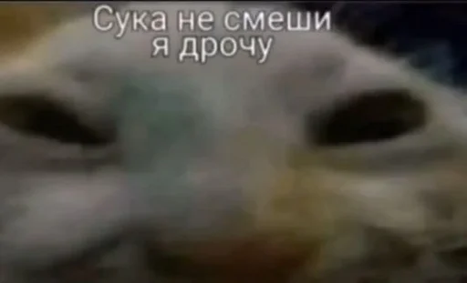 🐁 Стикер «мать в канаве» для Telegram