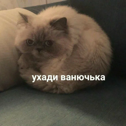 🐁 Стикер «мать в канаве» для Telegram