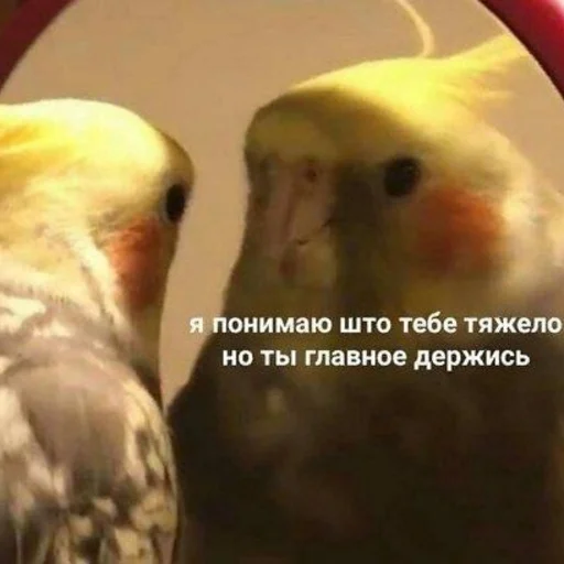 🐁 Стикер «мать в канаве» для Telegram