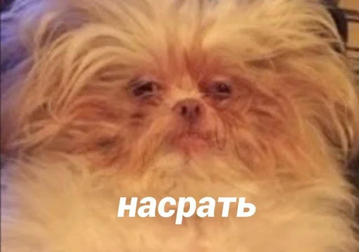 🐁 Стикер «мать в канаве» для Telegram