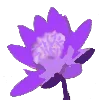 🌺 Эмодзи «‍ Йога - фиолетовые эмодзи и иконки» для Telegram