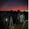 🐴 Эмодзи «Haunted Mound» для Telegram