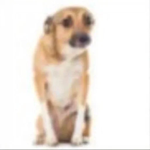 🐶 Стикер «kitties» для Telegram