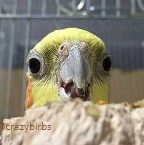 🤤 Стикер «Birb» для Telegram