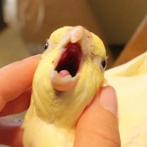 😨 Стикер «Birb» для Telegram