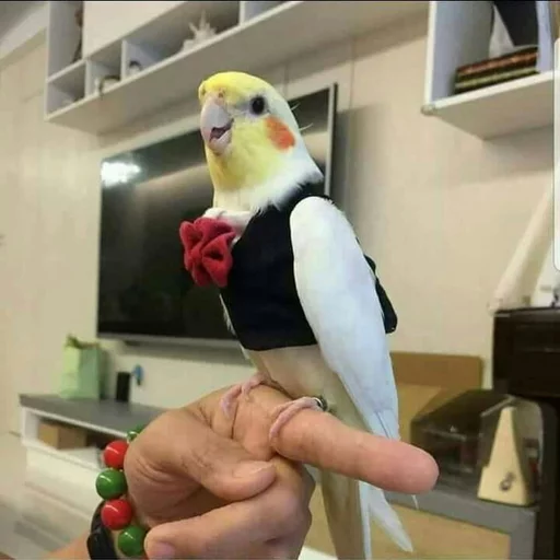 👔 Стикер «Birb» для Telegram