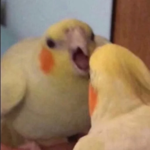 🔪 Стикер «Birb» для Telegram