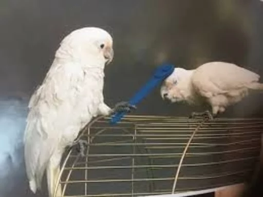 🔨 Стикер «Birb» для Telegram