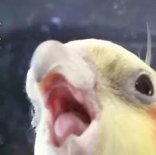 Стикерпак Birb для Telegram — скачать