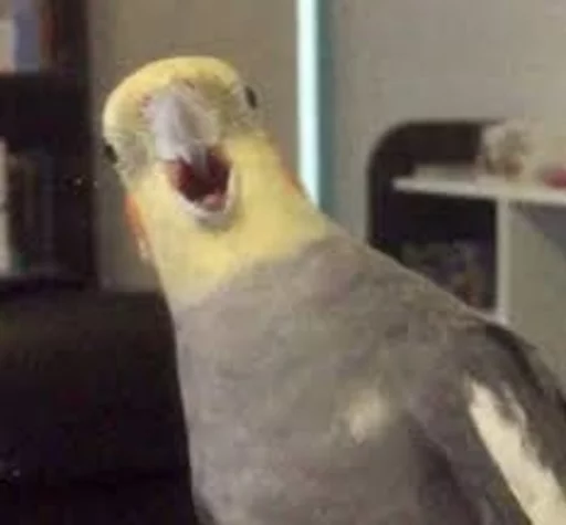 😃 Стикер «Birb» для Telegram
