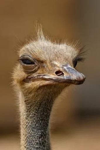 😑 Стикер «Birb» для Telegram