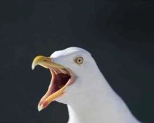👺 Стикер «Birb» для Telegram