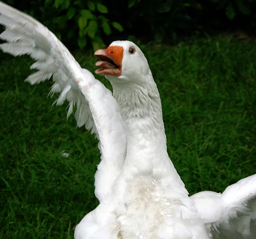 🕺 Стикер «Birb» для Telegram