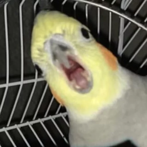 😱 Стикер «Birb» для Telegram