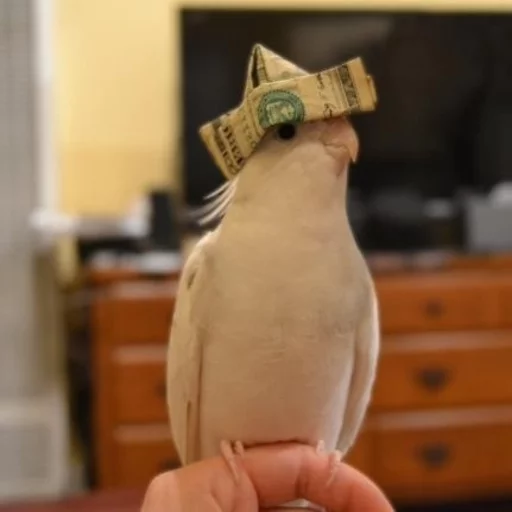 🤠 Стикер «Birb» для Telegram