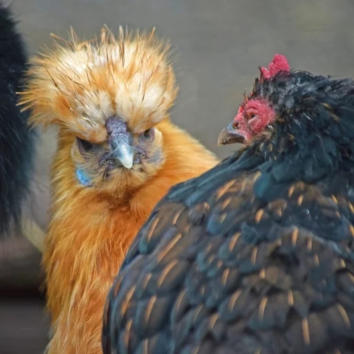 😑 Стикер «Birb» для Telegram