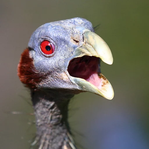 🤬 Стикер «Birb» для Telegram