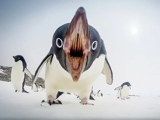 👄 Стикер «Birb» для Telegram