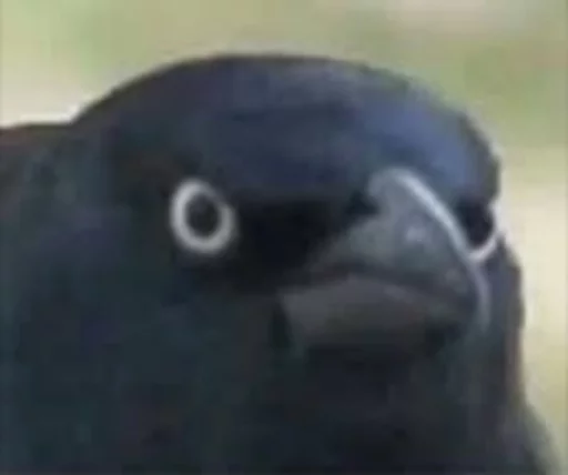😑 Стикер «Birb» для Telegram