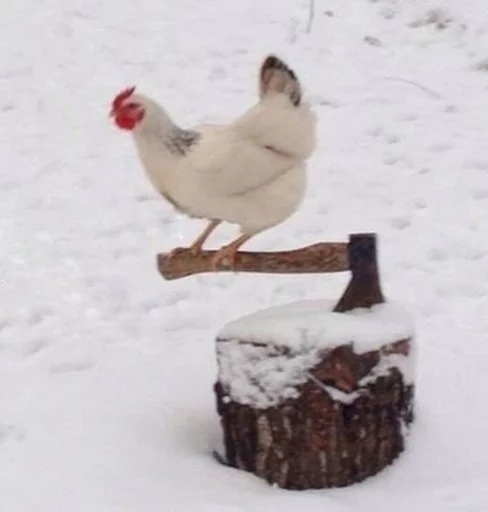 🔪 Стикер «Birb» для Telegram