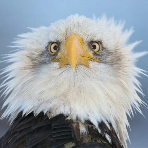 🇺🇸 Стикер «Birb» для Telegram