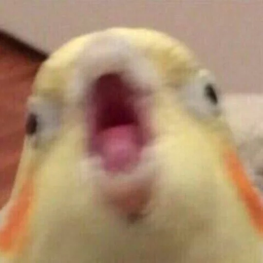 😨 Стикер «Birb» для Telegram