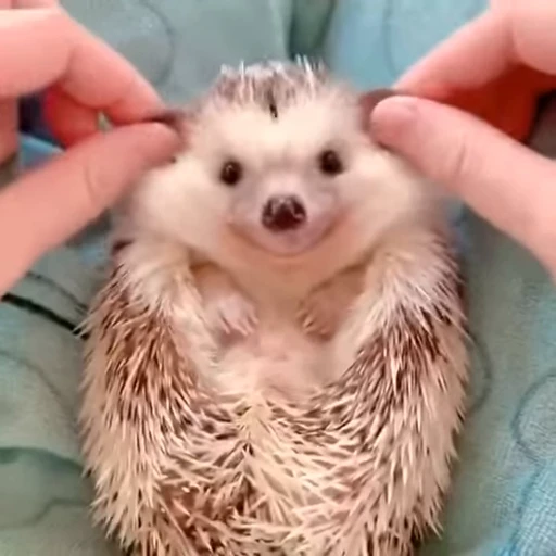 🦔 Стикер «Hedgehog» для Telegram