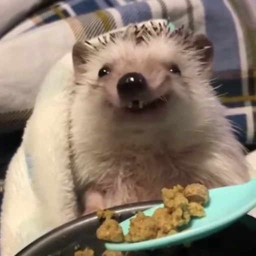 🦔 Стикер «Hedgehog» для Telegram