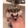 🚿 Эмодзи «☺ Ёжики» для Telegram