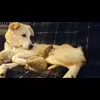 ☺️ Эмодзи «☺ Ёжики» для Telegram