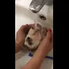 🚿 Эмодзи «☺ Ёжики» для Telegram