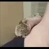 🦔 Эмодзи «☺ Ёжики» для Telegram
