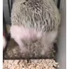 🦔 Эмодзи «☺ Ёжики» для Telegram