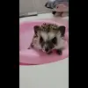 ☺️ Эмодзи «☺ Ёжики» для Telegram
