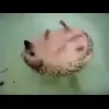 ☺️ Эмодзи «☺ Ёжики» для Telegram