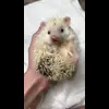 ☺️ Эмодзи «☺ Ёжики» для Telegram